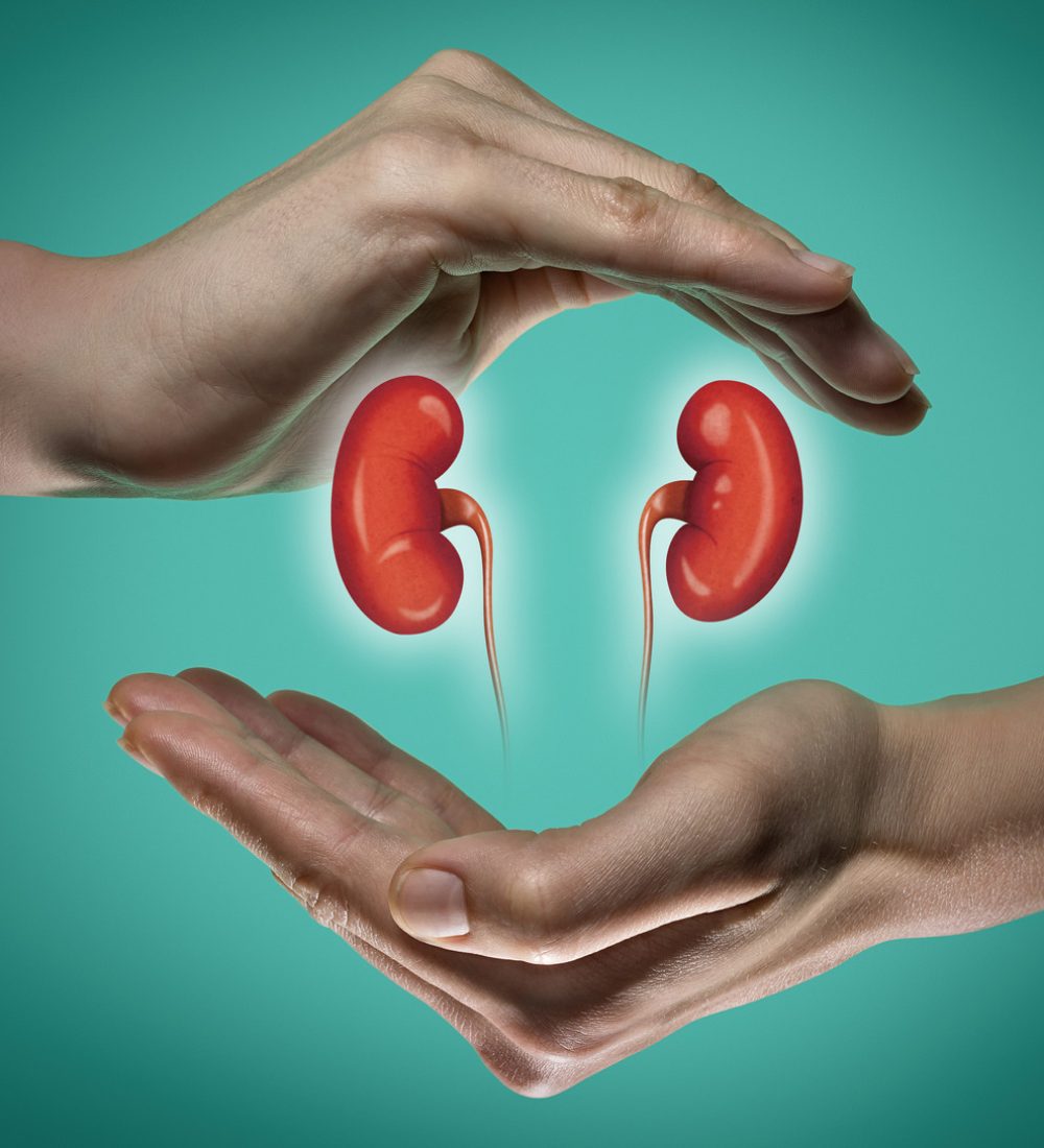 A human kidneys between two palms of a woman on  blue and green background. The concept of a healthy liver.