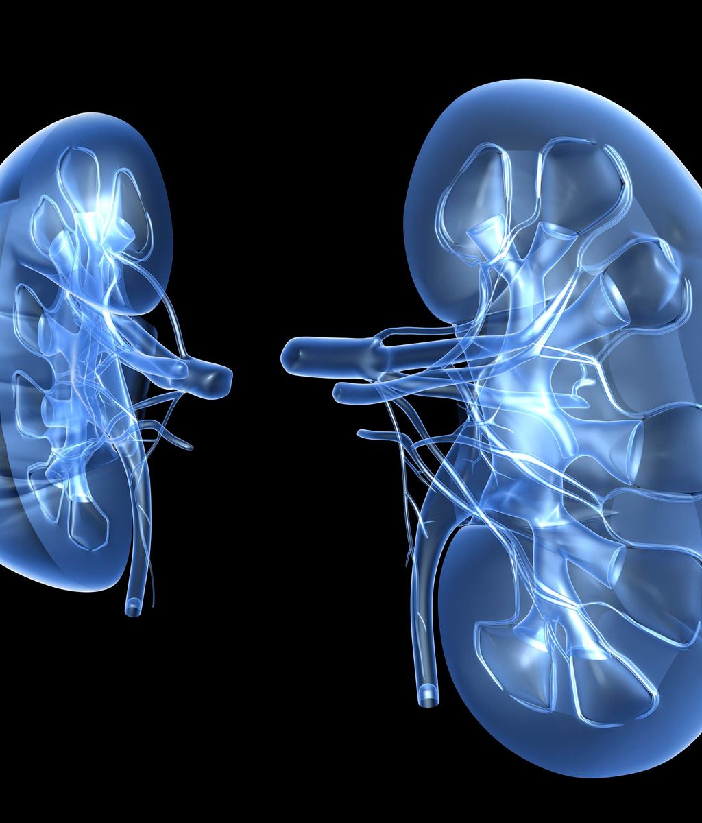 Kidneys, computer artwork.